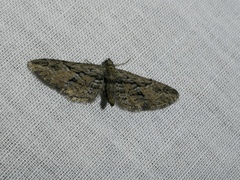 Eupithecia oxycedrata