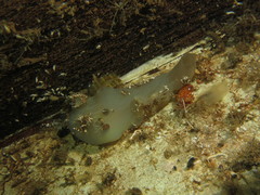 Phallusia fumigata