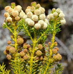 Berzelia arachnoidea