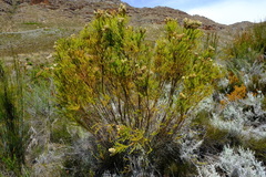 Berzelia arachnoidea