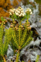 Berzelia arachnoidea