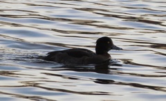 Aythya fuligula