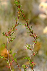 Cliffortia uncinata