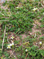 Cerastium diffusum