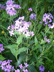 Hesperis pycnotricha