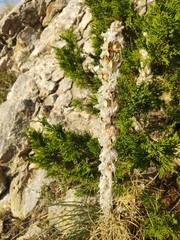 Asphodeline