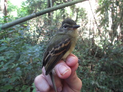 Ramphotrigon fuscicauda