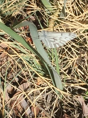 Pontia sisymbrii