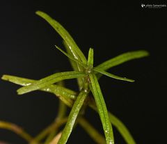 Callitriche lenisulca