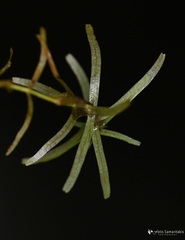 Callitriche lenisulca