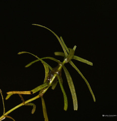 Callitriche lenisulca