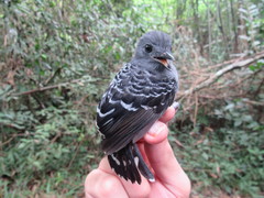 Willisornis poecilinotus