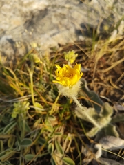 Hieracium pannosum