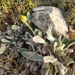 Hieracium pannosum - Photo (c) Иван, some rights reserved (CC BY-NC), uploaded by Иван