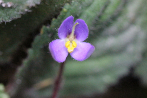 Image of Oreocharis guileana by no rights reserved