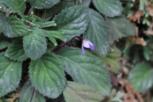 Image of Oreocharis guileana by no rights reserved