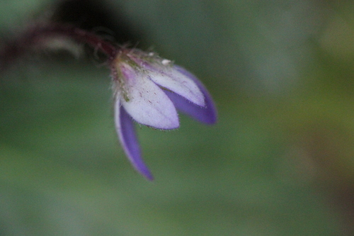 Image of Oreocharis guileana by no rights reserved