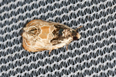 Olethreutes griseoalbana