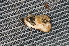 Olethreutes griseoalbana