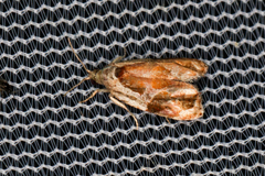 Zomaria interruptolineana