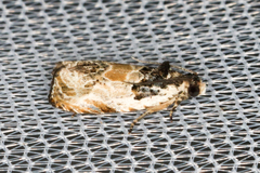 Olethreutes griseoalbana