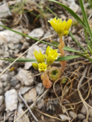 Prometheum aizoon