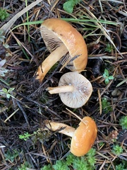 Lactarius luculentus