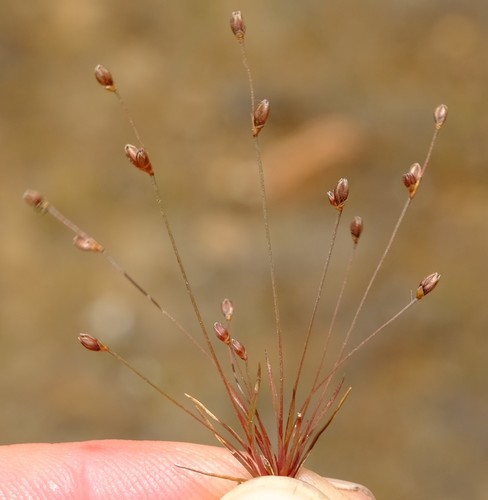 Fine Rush (Juncus obliquus)