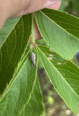 Aphrastus taeniatus