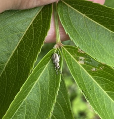 Aphrastus taeniatus