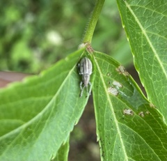 Aphrastus taeniatus