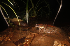 Limnonectes leporinus