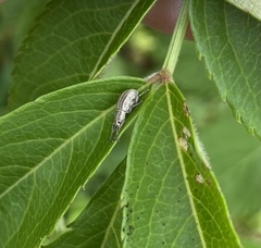 Aphrastus taeniatus