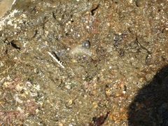 Enchiridium punctatum