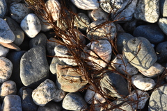 Desmarestia aculeata