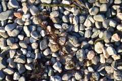 Desmarestia aculeata