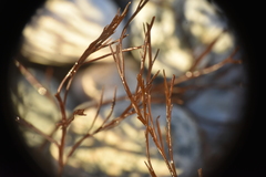 Desmarestia aculeata