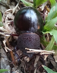 Ocnodes scrobicollis