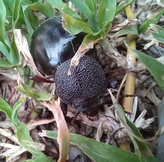 Ocnodes scrobicollis