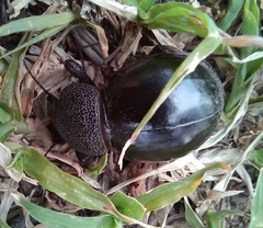 Ocnodes scrobicollis