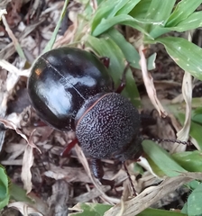 Ocnodes scrobicollis