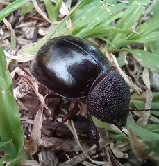Ocnodes scrobicollis