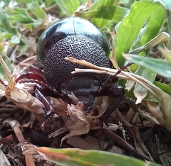 Ocnodes scrobicollis