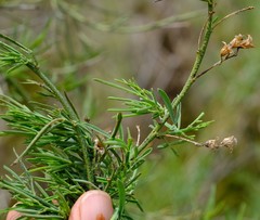 Psoralea verrucosa