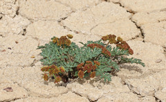 Cymopterus purpureus