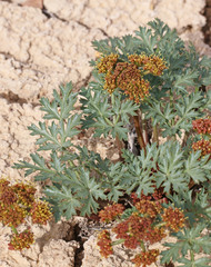 Cymopterus purpureus