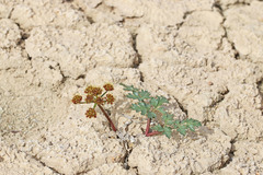 Cymopterus purpureus