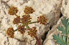 Cymopterus purpureus