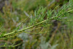 Psoralea verrucosa