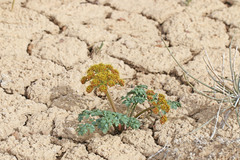 Cymopterus purpureus